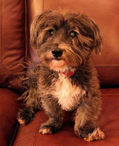 Front view - A wiry looking, black, gray with white Scotchon dog is sitting on a brown leather couch and it is looking forward.