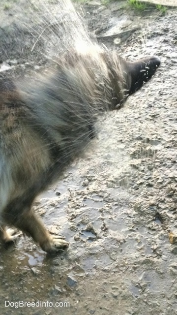 action shot - The front right side of a Shiloh Shepherd that is shaking itself clean of mud.