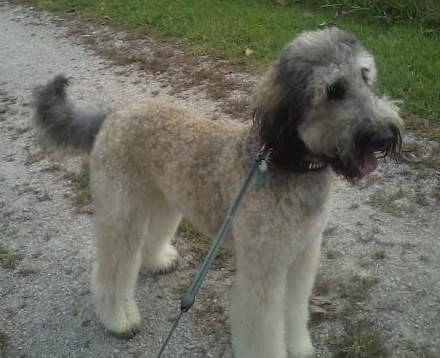 A shaved tan with black Shepadoodle dog is standing across a rocky walkway, it is looking to the right, its mouth is open and its tongue is out. It has longer fuzzy hair on its haed and tail and longer hair on its muzzle looking like a mustache.