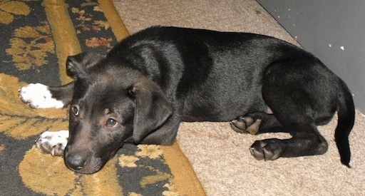 Side view - A small black Shepherd Pit puppy is laying down across a rug and it is looking to the left. The dog's ears are hanging over to the sides.