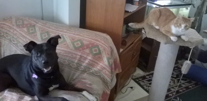 A black Shepherd Pit is laying against the arm of a couch, it is looking forward and its mouth is open. There is an orange with white cat laying on a scratching post across from the couch.