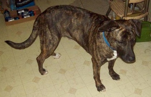The right side of a brindle with white Shepherd Pit dog that is standing on a tan tiled floor looking to the right.