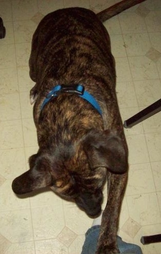 Top down view of a brindle with white Shepherd Pit dog sitting on a tan tiled floor pawing at the feet of a person in front of it.