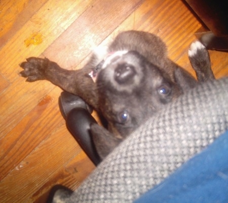 Top down view of a small brindle with white Shepherd Pit puppy that is sitting on a hardwood floor under a computer chair. It is looking up.