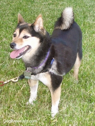 The left front side of a black with tan and white Shiba Inu is standing across a grass surface, it is looking to the left, its mouth is open and its tongue is out. Its tail curls up over its back and it has small perk ears.