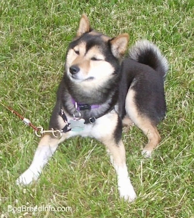 A black with tan and white Shiba Inu is laying across a grass surface looking up. It is squinting its eyes. It has a thick coat and a thick curled tail.