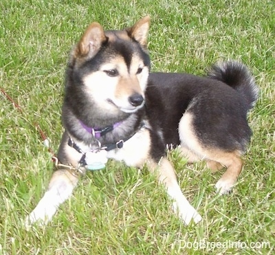 A black with tan and white Shiba Inu is laying across a grass surface and it is looking to the right. It has a thick coat and small ears.