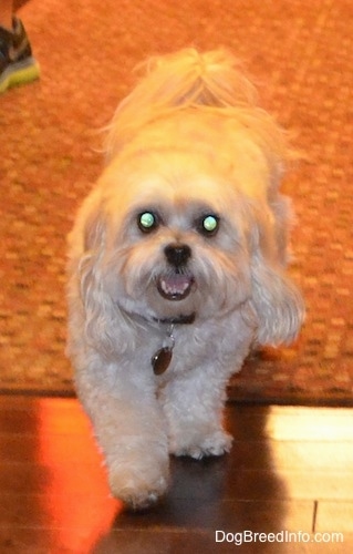 A tan Shih-Poo is walking off of a rug, it is looking forward, its mouth is open and it looks like it is smiling. It has wide round eyes that are glowing green and a black nose.