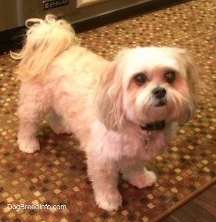 The right side of a tan Shih-Poo dog that is standing on a rug in front of a refrigerator, it is looking up and forward. It has longer hair on its ears and its tail is curled up over its back with long hair parted to the sides. It has big round eyes and a black nose and black lips.
