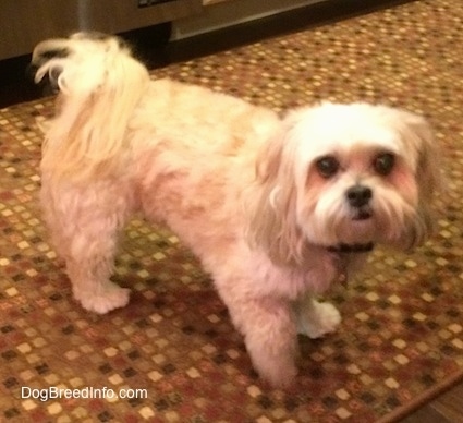 The right side of a tan Shih-Poo dog that is standing across a rug, it is looking up and forward. Its tail is curled up over its back with long hair on it.