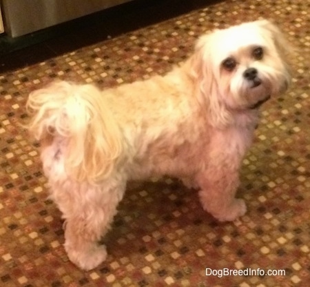 The right side of a wided eyed, tan Shih-Poo dog that is standing across a rug towards the right, It is looking up and forward. It has a black nose and black lips.