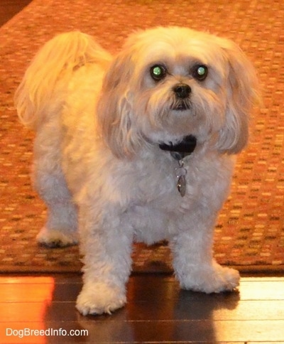 Close up front view - A wavy, soft coated, tan Shih-Poo dog is standing on a rug and hardwood floor. It is looking forward and up.