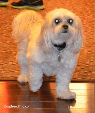 A tan Shih-Poo is sitting on a rug and a hardwood floor. It is looking up and forward. Its front paw is up in the air and it has long hair on its ears and tail.