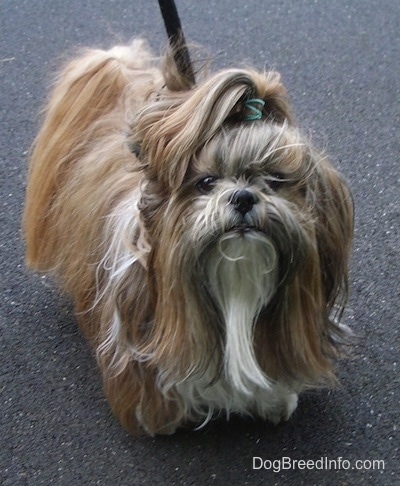 Close up front view - A long coated tan with white and black Shih Tzu dog is standing on a blacktop surface, it has a green rubber band in the hair of its top knot and it is looking forward.