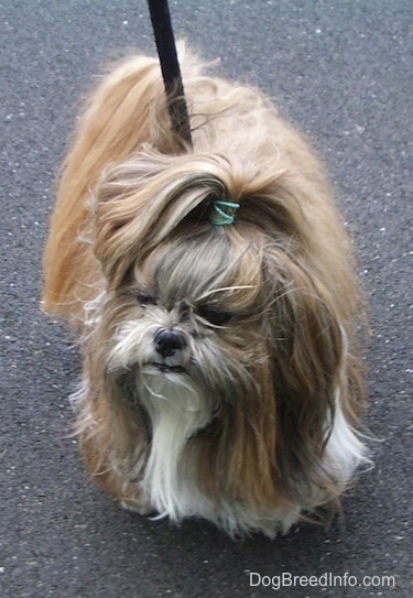 Front view from the top looking down at the dog - A long haired, brown with white Shih-Tzu dog is standing on a blacktop surface, it has a green rubber band in its hair and it is looking to the left.