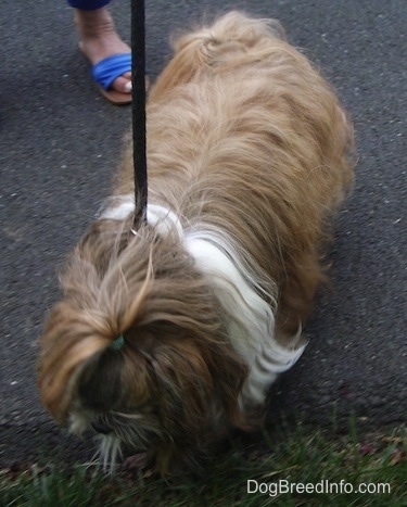 Top down view of a long coated, tan with white Shih-Tzu dog standing on a blacktop surface and it is looking down at grass.