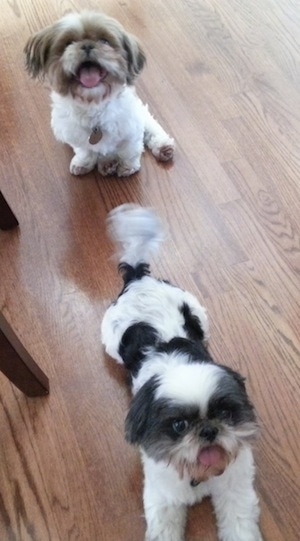 Two Shih Tzus, one is sitting and one is laying across a hardwood floor, they are looking up with there mouths open and tongues out. One dog is tan and white and the other dog is brown and white.