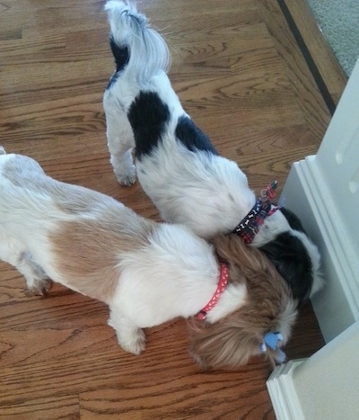 Top down view of Two Shih Tzus sniffing a wall that is in the corner of a room. 