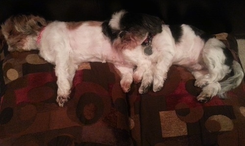 Two Shih Tzus are laying across the back of a couch and they are sleeping on the pillows. The white and black dog is laying on top of the white and tan dog. 