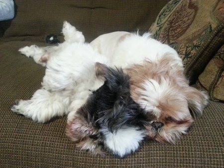 Two Shih Tzus, one tan and white and the other black and white, are sleeping on a brown couch. The left most Shih Tzu is laying on its side and against the back of the other Shih Tzu.