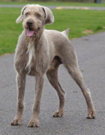 Front side view - A tall, wiry looking grey with white Slovakian Wirehaired Pointer dog standing on a blacktop surface looking to the left panting. The dog looks happy. It has longer wiry looking hair down its stop, on its muzzle and down its chest.