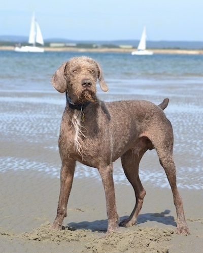 A wet gray with white Slovakian Wirehaired Pointer dog standing in sand at a beach and there is a body of water behind it. There are two sailboats in the water behind it. The dog has a docked tail.