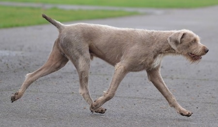 The right side of a Slovakian Wirehaired Pointer that is walking across a concrete surface. Its mouth is open and its head is level with its body.