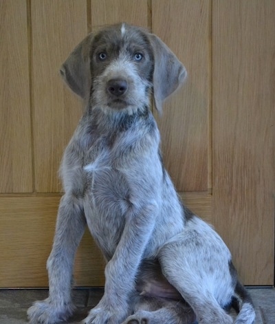 A golden brown-eyed, merle Slovakian Wirehaired Pointer puppy sitting on a tiled floor and against a wooden door. It has large ears that hang down to the sides and longer wiry hair on its snout.