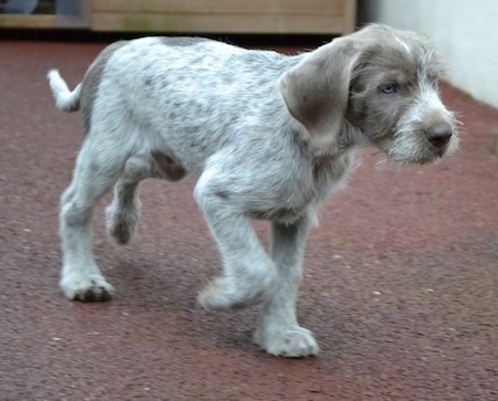 Side view - A golden brown-eyed, shorthaired, merle Slovakian Wirehaired Pointer puppy walking across a brown carpet moving to the right. The pup has longer wiry looking hair on its snout and long soft drop ears.