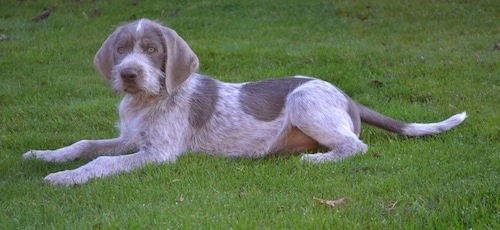 The left side of a golden brown-eyed, merle Slovakian Wirehaired Pointer dog laying in grass looking forward. It has a short coat with longer wiry looking fur on its snout and a long tail.