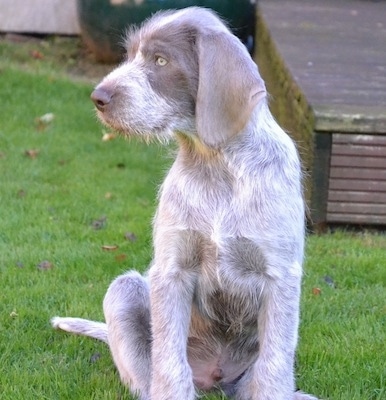 A golden-eyed, merle Slovakian Wirehaired Pointer dog sitting looking to the left with long soft drop ears. There is wooden ramp to the right of it.