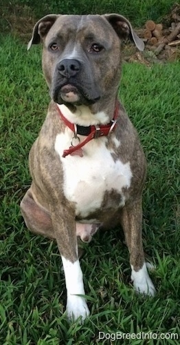 Front view - A wide-chested, blue-nose brindle Pit Bull Terrier is sitting in grass looking up and slightly to the left.