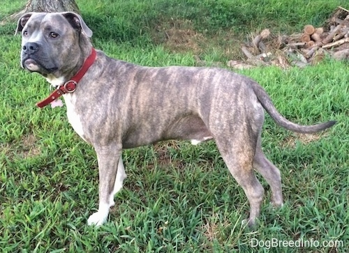 Side view - A blue-nose brindle Pit Bull Terrier is standing outside in grass looking to the left of himself.