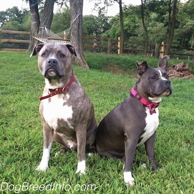 A blue-nose brindle Pit Bull Terrier and a blue-nose American Bully Pit are sitting next to each other with their backs touching outside in a yard. There is a white hammock attached to trees behind them.