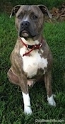 A blue-nose brindle Pit Bull Terrier is sitting in grass he is looking up and forward.