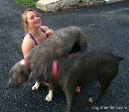 A blue-nose brindle Pit Bull Terrier and a blue-nose American Bully Pit are standing over a laughing blonde-haired girl that is sitting on a blacktop surface.