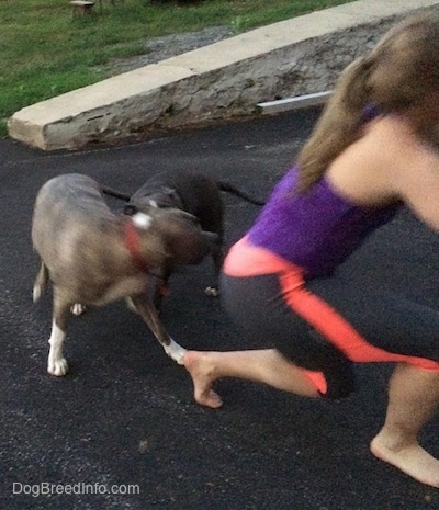 A blonde-haired girl is getting up off of a blacktop surface and a blue-nose Brindle Pit Bull Terrier and a blue-nose American Bully Pit are running behind her.