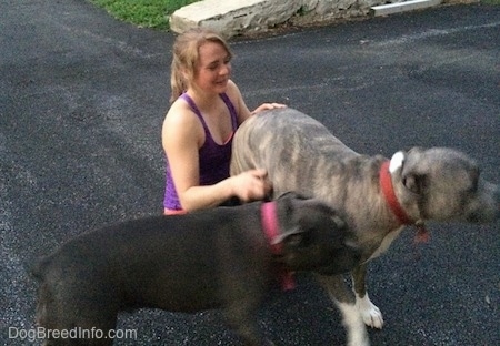 A blue-nose brindle Pit Bull Terrier is putting his back towards a happy, blonde-haired girl and pushing against the side of the Terrier is a blue-nose American Bully Pit.