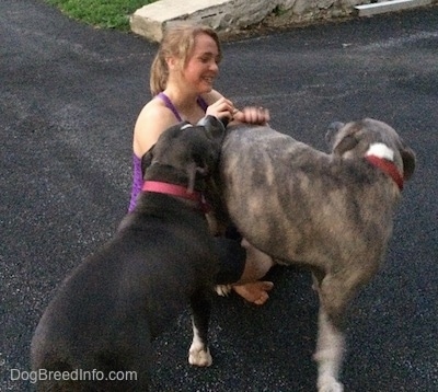 A blonde-haired girl is scratching the back of a blue-nose brindle Pit Bull Terrier who is turned and looking back at her. A blue-nose American Bully Pit is running into the back of the Terrier.