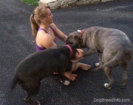 A blonde-haired girl is pushing a blue-nose brindle Pit Bull Terrier and a blue-nose American Bully Pit away from each other.
