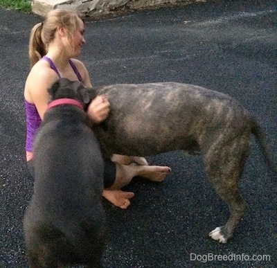 A blonde-haired girl is sitting on a black top surface and a blue-nose Brindle Pit Bull Terrier and a blue-nose American Bully Pit are trying to push the girl over.