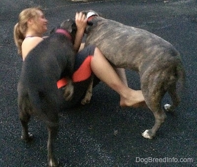 A blonde-haired girl is falling back in a driveway and a blue-nose Brindle Pit Bull Terrier and a blue-nose American Bully Pit are beginning to crawl over her.