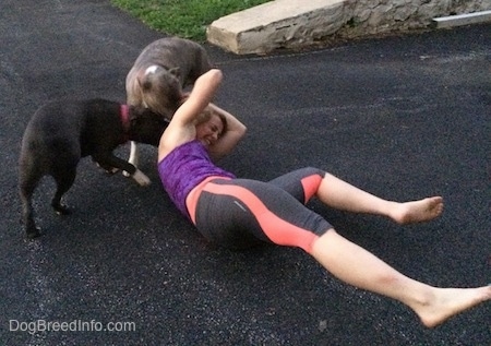 A blue-nose brindle Pit Bull Terrier and a blue-nose American Bully Pit are licking the neck of a laughing blonde-haired girl that is laying on a blacktop.