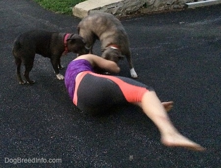 A blonde-haired girl is laying on her side and a blue-nose Brindle Pit Bull Terrier and a blue-nose American Bully Pit are licking her face.