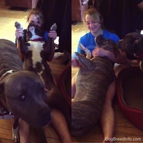 Left Picture - A blonde-haired girl is holding a blue-nose American Bully Pit in her hands and there is a blue-nose Brindle Pit Bull Terrier walking across in front of the girl. Right Picture - A blue-nose Brindle Pit Bull Terrier is laying in the lap of a blonde-haired girl. A blue-nose American Bully Pit is looking at them.