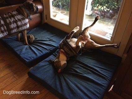 A blue-nose Brindle Pit Bull Terrier is wearing a brown and white plaid vest and he is rolling around on a blue orthopedic dog bed pillow. A brown brindle boxer is wearing a matching vest and he is standing on the bed next to him looking out the glass door onto the stone porch.