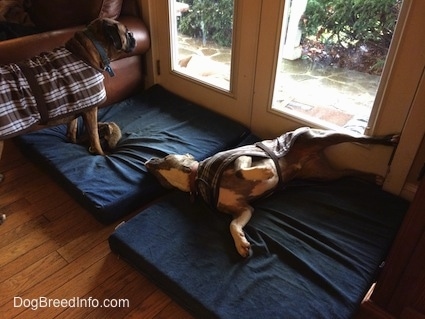 A brown brindle Boxer is wearing a vest and he is standing on a blue orthopedic dog bed pillow. A blue-nose Brindle Pit Bull Terrier is wearing a vest and laying on his right side.