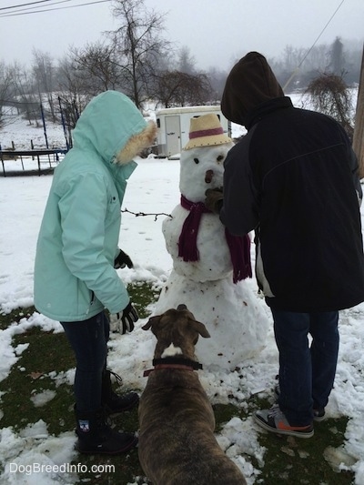 Two people and a blue-nose Brindle Pit Bull Terrier are building a snow man with a sausage nose.