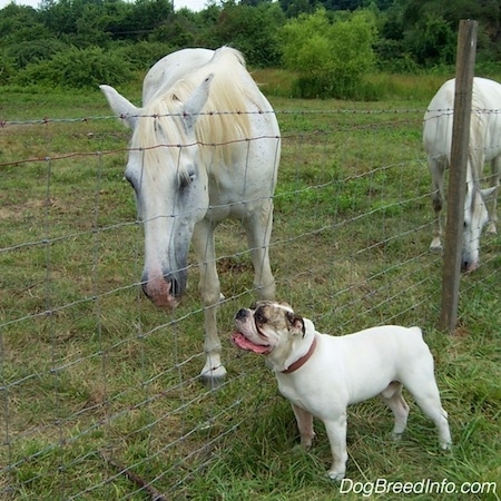 A white with brown brindle Bulldog is standing at a fence and looking to the left. Its mouth is open and tongue is out. There is a horse lowering its head and looking down at the Bulldog.