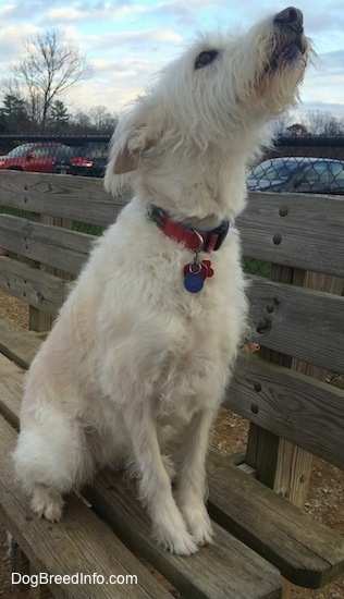 A tan Auss-Tzu is sitting on a wooden park bench, its head is up, it is looking up and facing the right. It has a long snout with longer hair on it.